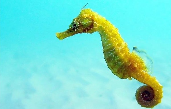 4. Морские котики - единственные животные,....