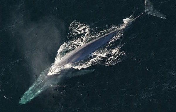 7. Правда или ложь: синий кит издает самый громкий звук в мире