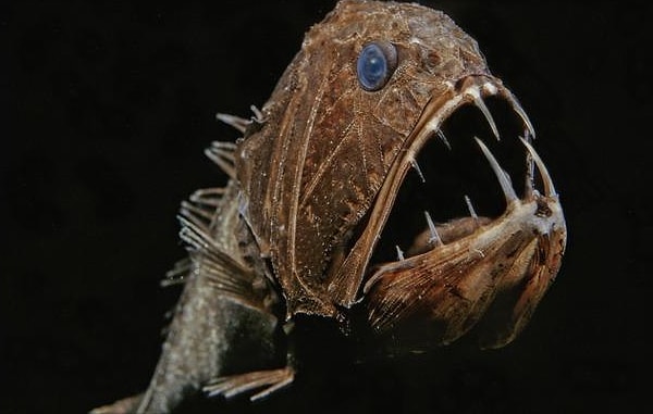 8. Эта рыба обитает в самых глубоких местах океана. Как она называется?