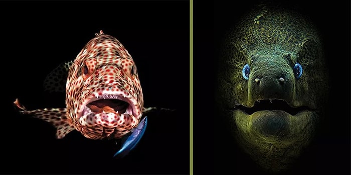 2018 Scuba Diving Dergisi Su Altı Fotoğraf Yarışmasının Galipleri Belli Oldu!