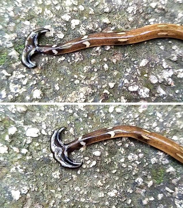 7. Hammerhead worm