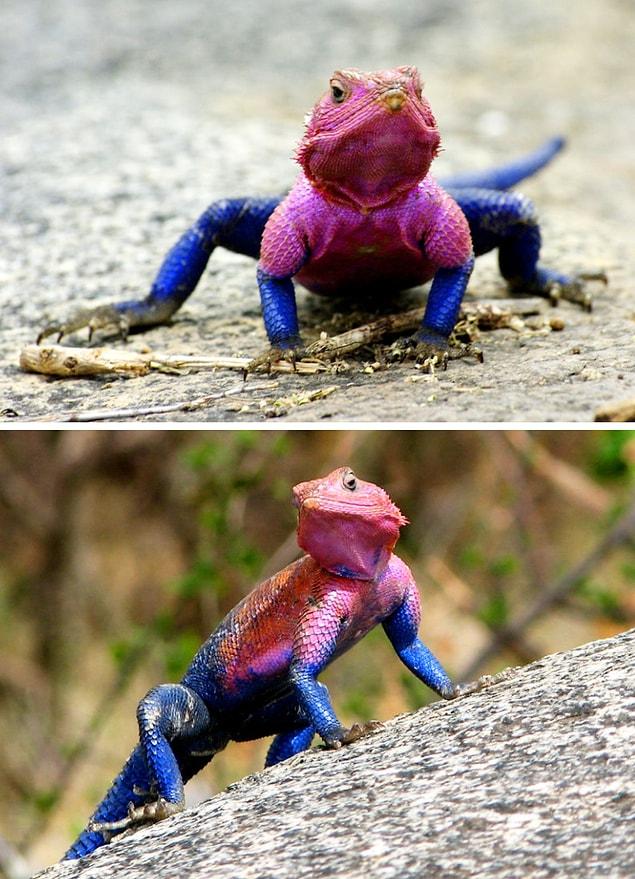 20. Agama mwanzae — Spider-Man lizard
