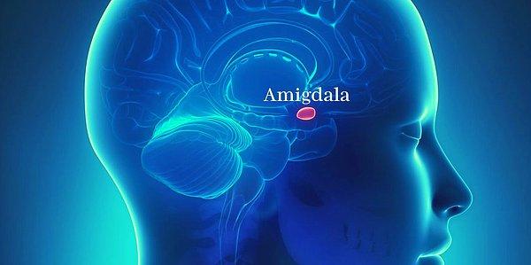 Amigdala, beynimizin duygusal hafıza ve duygusal tepkilerin oluşmasındaki büyük etkiye sahip bir bölgesi.