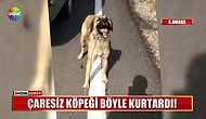 Tavuklarına Saldırdığını İddia Ettiği Köpeği Aracın Arkasına Bağlayarak Sürükleyen Cani
