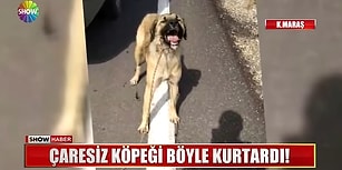 Tavuklarına Saldırdığını İddia Ettiği Köpeği Aracın Arkasına Bağlayarak Sürükleyen Cani