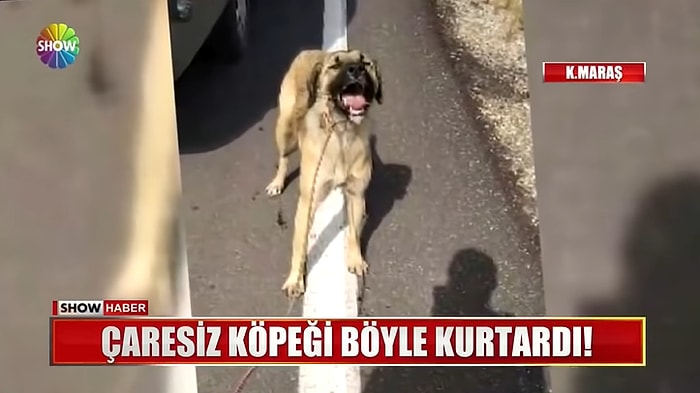 Tavuklarına Saldırdığını İddia Ettiği Köpeği Aracın Arkasına Bağlayarak Sürükleyen Cani