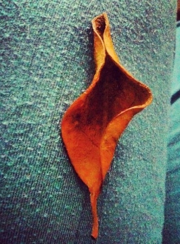 5. Листик, просто листик и ничего более