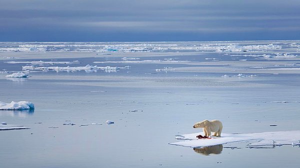 Aysberglerin adalardan kopuşu yeni karşılaşılan bir durum olmasa da küresel ısınmanın etkisiyle bu durum biraz biçim değiştirdi.