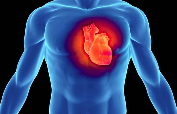 5. Какой самый большой орган в теле человека?