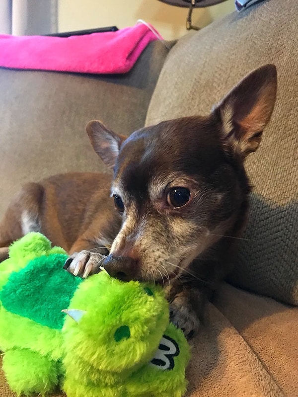 Келли, будучи хорошей "мамочкой", решила не сдаваться и во что бы то ни стало найти нового крокодильчика для Джексона.