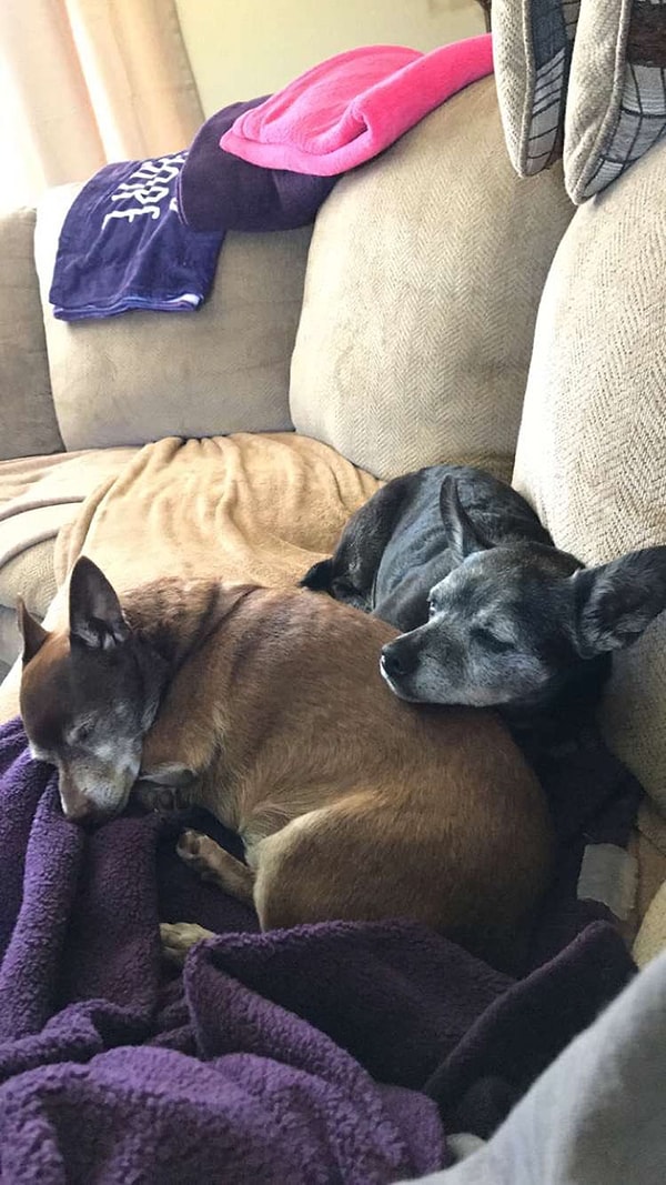 Для пса эта игрушка имела особое значение: она была вручена ему сразу по приезду домой из приюта, где Джексон находился, пока его не "усыновили" новые хозяева.