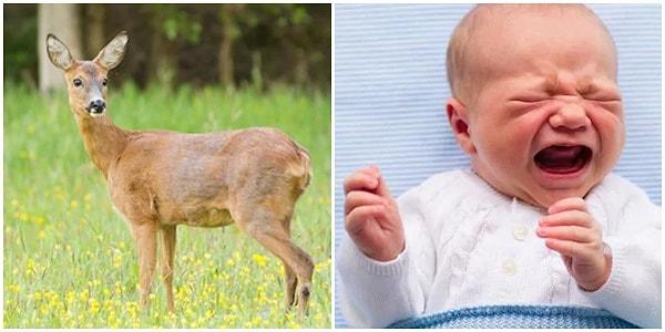 4. Ağlayan bir bebek sesi duyarlarsa dişi geyikler içgüdüsel olarak yardıma koşuyor!