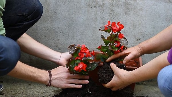 8. Наконец, последний вопрос: если бы вы посадили частичку своей второй половинки в цветочный горшок, какое растение бы выросло?