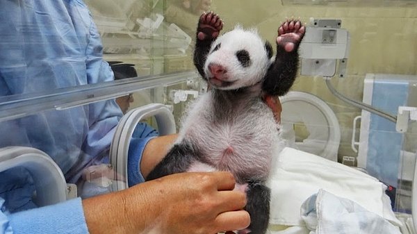 7. Aşırı sevimlilik suçundan teslim olan bir panda.