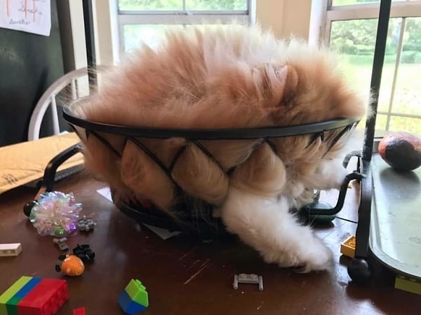 13. А эта миска совершенно не приспособлена для жидкого кошачьего состояния...