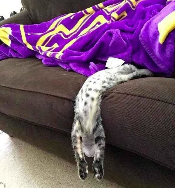 14. Еще один стекающий пушистик!