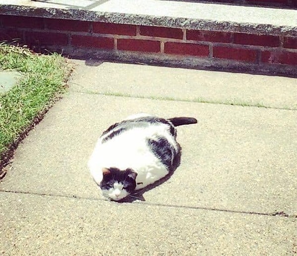 18. И, наконец, растаявший на солнце кот