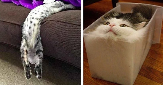 Коты - жидкость? 18 пушистых, которые бросают вызов свойствам твердых тел