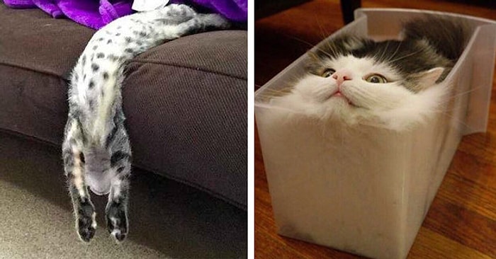 Коты - жидкость? 18 пушистых, которые бросают вызов свойствам твердых тел