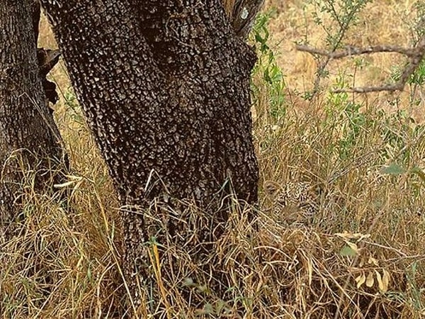 5. Что за зверь спрятался на этом фото?