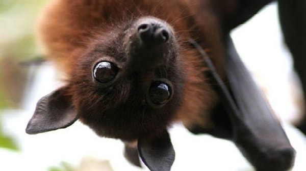 Вы воспринимаете этот мир, как летучая мышь!