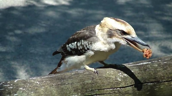 Которые, кстати, птицы любят даже больше, чем картошку фри