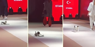 Podyumda Yürüyen Modellerin Arasına Karışarak Moda Dünyasına İmzasını Atan Kedi