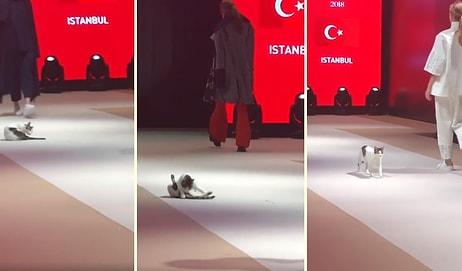 Podyumda Yürüyen Modellerin Arasına Karışarak Moda Dünyasına İmzasını Atan Kedi