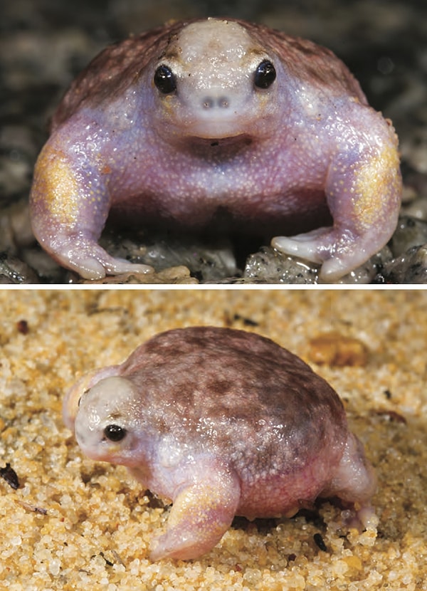 3. Смесь черепахи с лягушкой :)