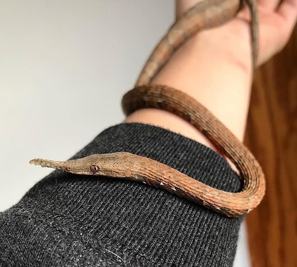 6. Мадагаскарская змея с носом в виде листка: