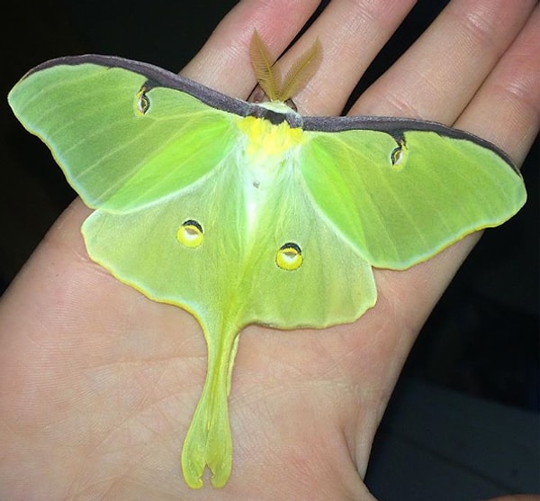 7. Лунная бабочка: