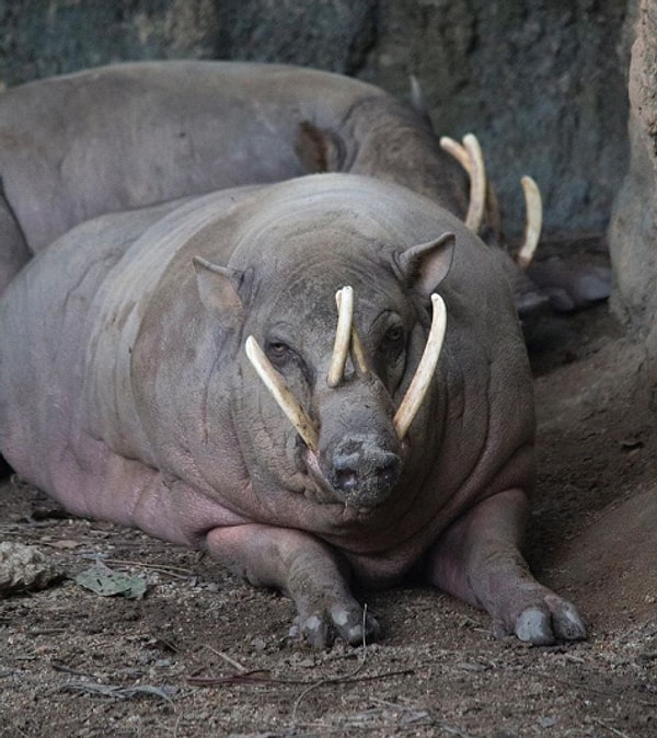 9. Саблезубый кабан: