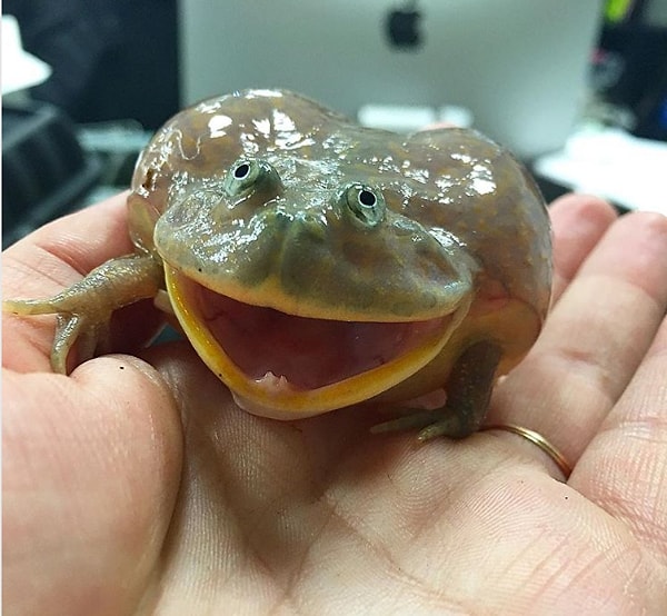 12. Лягушка Баджита: