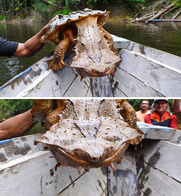 15. Бахромчатая черепаха: