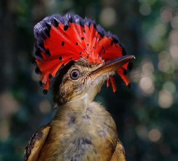 18. Благородный поедатель мух: