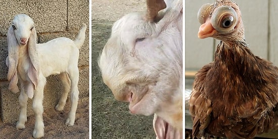 "Что за зверь?", или 20 доселе невиданных живых существ