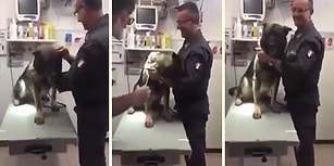 Suçlulara Nefes Aldırmayan Ancak Veterinerde İğne Karşısında Ponçiğe Dönüşen Polis Köpeği