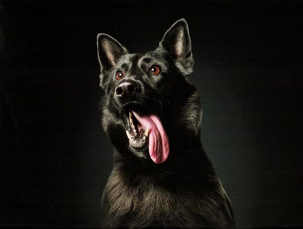 5. "На фото вы легко можете увидеть характер каждой собаки", - рассказывает специалист по связям с общественностью ванкуверской полиции Анна-Мари Кларк (Anne-Marie Clark).