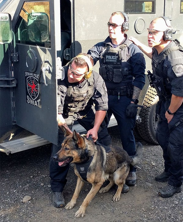 9. Ванкуверское отделение полицейских со служебными собаками отвечает на 10 000 вызовов ежегодно!