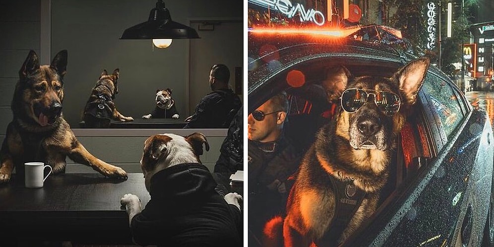 Ванкуверская полиция выпустила календарь-2019 со служебными собаками, и это серьезный вызов австралийским пожарным с кенгуру