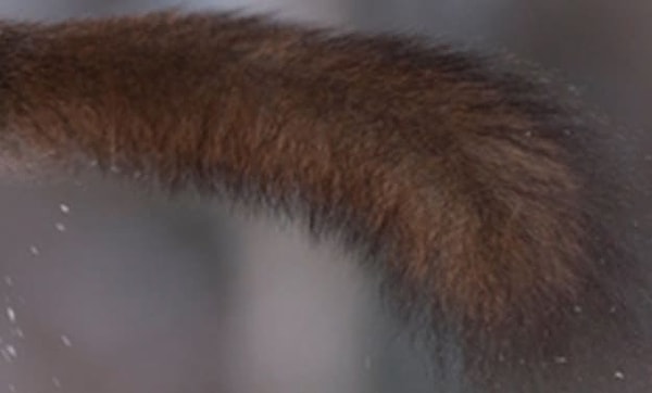 3. Что скажете насчет этого пушистого экземпляра?