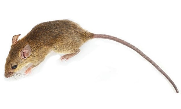 Посмотреть правильный ответ 👇