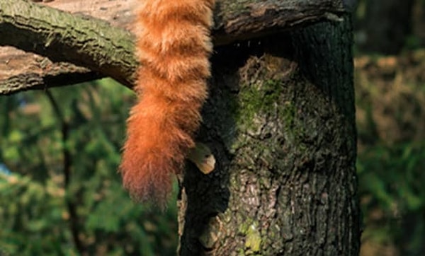 5. Какие у вас есть предположения по поводу этого огненно-рыжего хвоста?