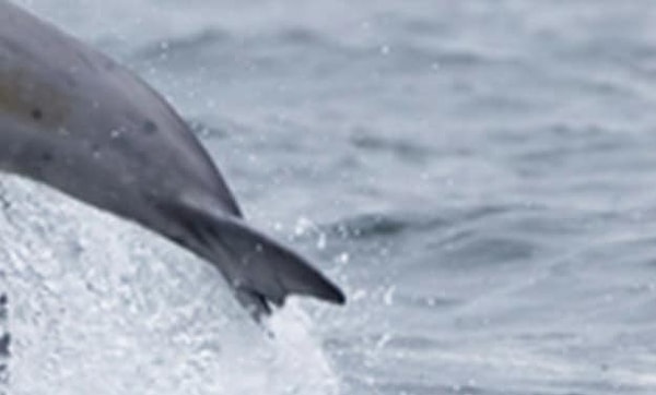 7. Какое создание природы наделено таким хвостом?