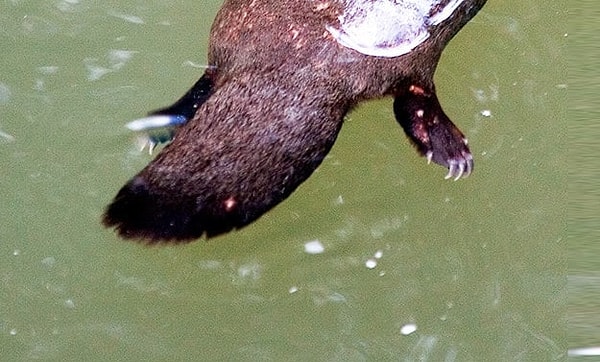 6. Кто здесь хозяин этого хвоста-лопаты?