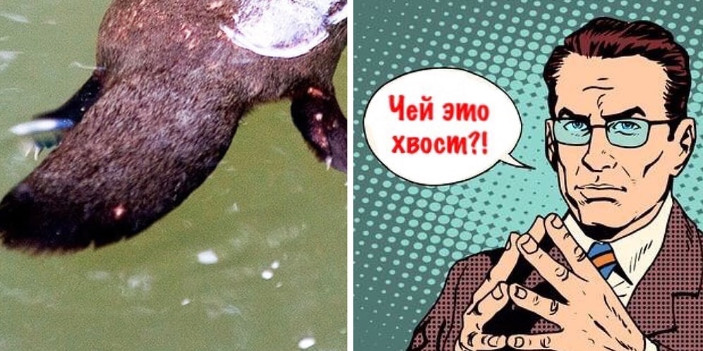 Тест: Найди обладателя хвоста и докажи, что твоя пятерка по биологии чего-нибудь да стоит