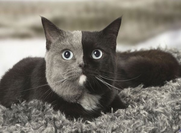 2. Две стороны одной медали на морде кота 😍