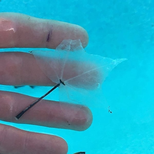 14. Пигмент ушёл с этого листа, потому что он пролежал на дне бассейна слишком долгое время...