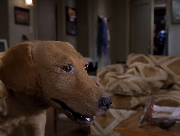 6. Откуда этот "питомец"?