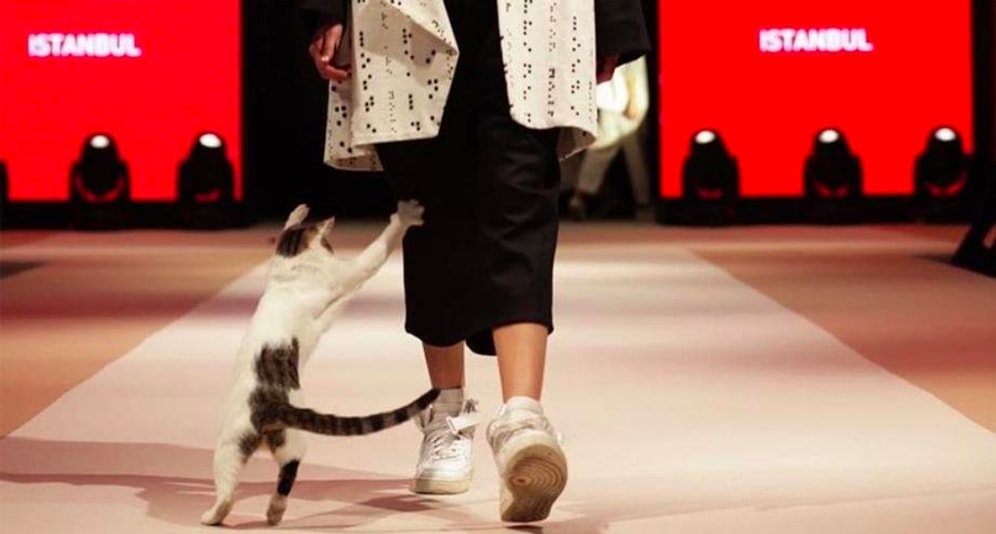 В Стамбуле (Турция) кошка поучаствовала в модном показе